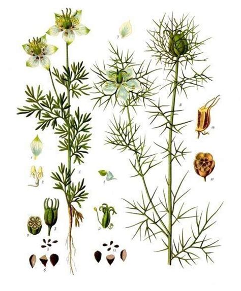 Juodgrūdžių aliejus ir Nigella sativa augalas