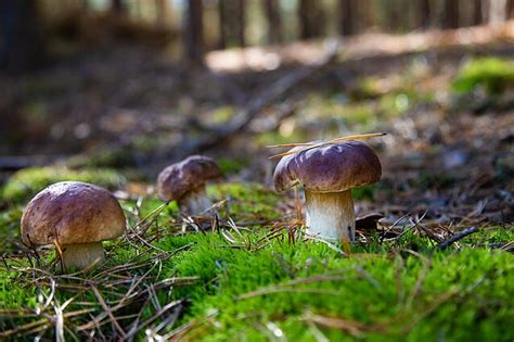 Lietuviškų miškų gėrybės: voveraitės ir baravykai