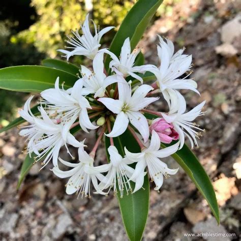 Auksinis ūsų augalas