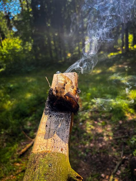 Auksinio ūsų lapų ir aliejaus nuotrauka