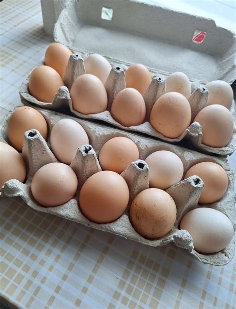 Šviežių kiaušinių patikrinimo būdas