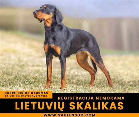 Lietuvių skalikai kraujasekių darbe