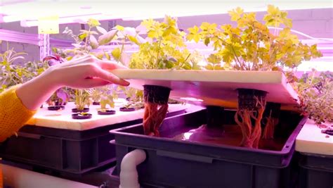 Miesto laboratorijos interjeras su hidroponiniu daržu