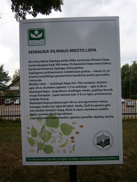 Senoji Sapiegų parko liepa - gamtos paminklas