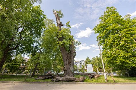 Skulptūros Sapiegų parko „Vilnius tech park“ teritorijoje
