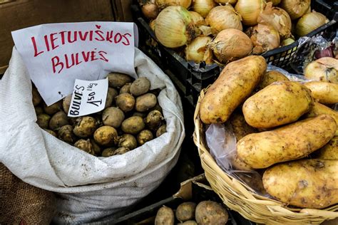 Bulvių derlius