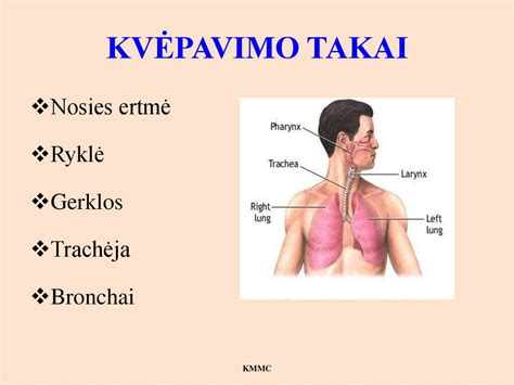 Žmogaus kvėpavimo takai miego metu
