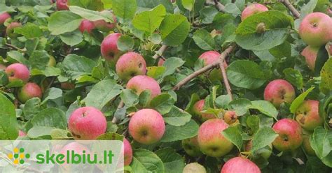 Obuolių veislės savybės