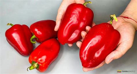 Raudonieji paprikos grūdeliai ir šviežios paprikos