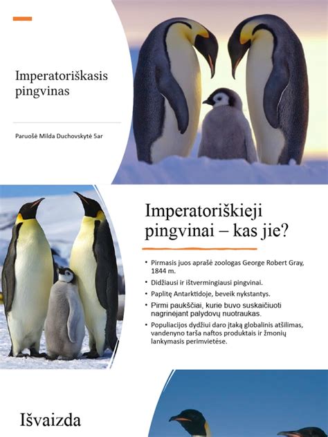 Imperatoriškasis pingvinas patinas su kiaušiniu ant kojų