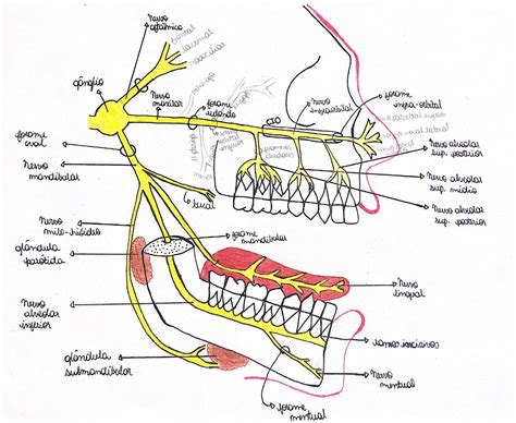Trigeminalinio nervo šakų schema