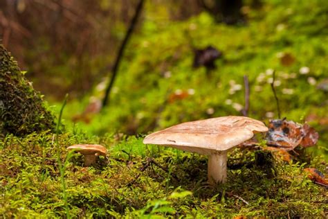 Rudmėsės ir piengrybių atpažinimo skirtumai