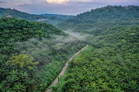 Apelsinų plantacija