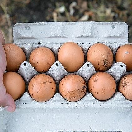 Kiaušinių šviežumo patikrinimas