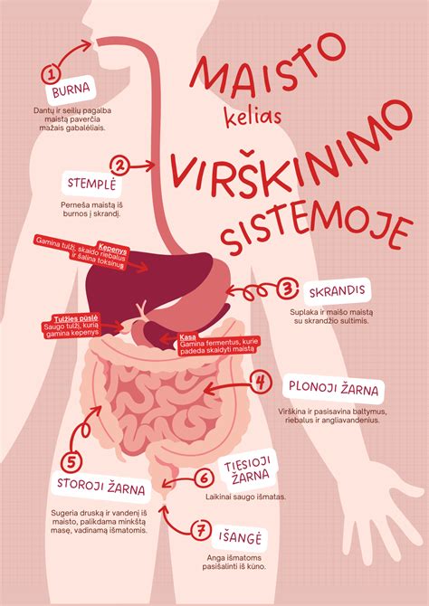 Virškinimo sistema ir burokėlių skaidulų poveikis