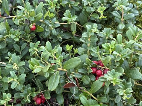 Bruknių lapų rinkimas ir džiovinimas vaistinei žaliavai