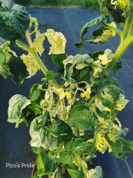 Pomidorų lapų trūkumo požymiai