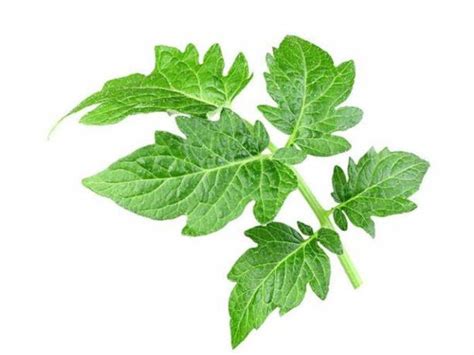 Susirietę pomidorų lapai