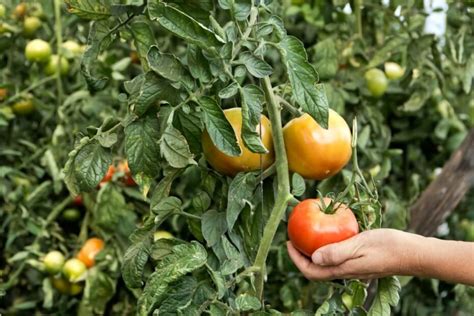 Pomidorų lapų panaudojimas virtuvėje