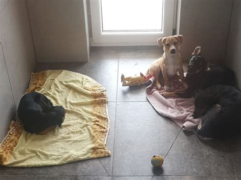 Žmogus su lengva ranka ir lengva širdimi