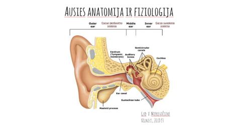 Ausies anatomija ir garso perdavimo procesas