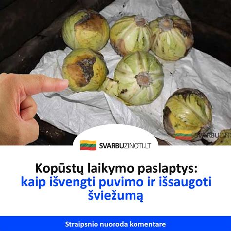 Lapinių kopūstų laikymo patarimai