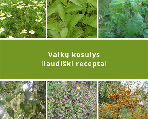 Liaudies medicinos augalai ir ingredientai