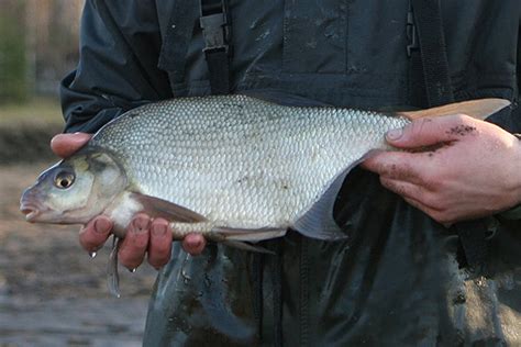 Karšis ežere