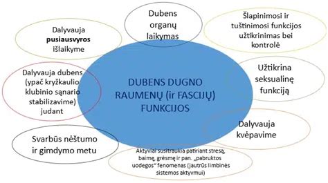 Dugno topografijos schema