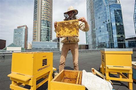 Bitės ant stogo Vilniuje