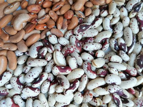 skirtingų rūšių pupelės