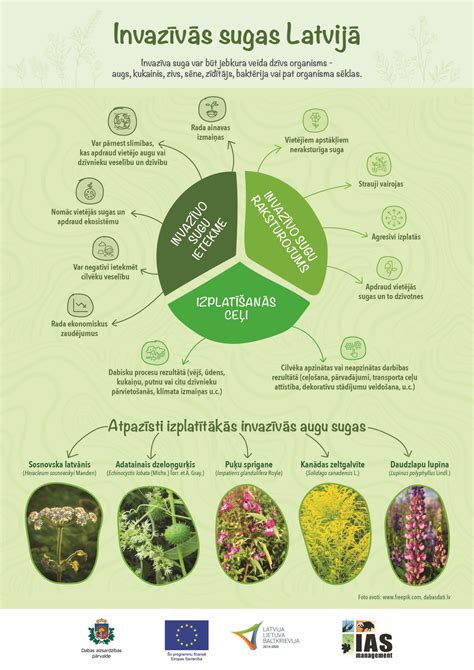 Burokėlių cheminės sudėties infografikas