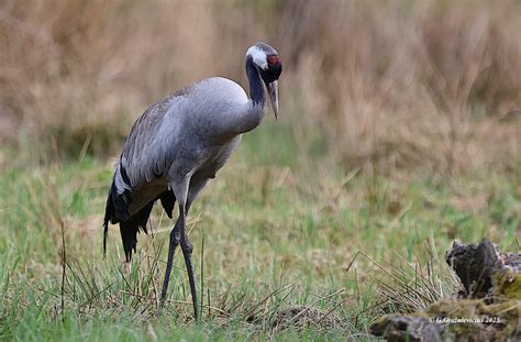 Pilkoji gervė (Grus grus)