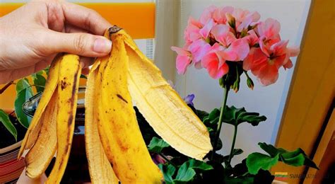 Bananų žievelės kaip trąšos rožėms