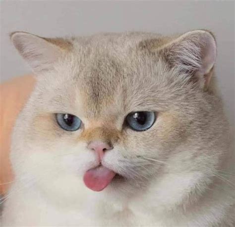 Šeima prie altoriaus