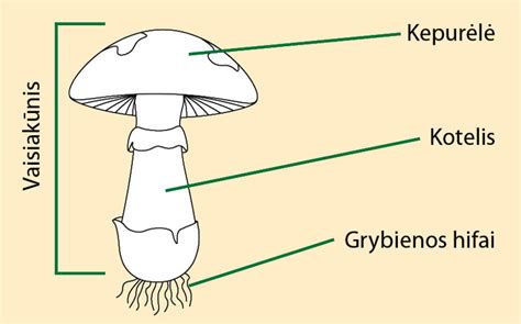 Grybų įvairovė ir atpažinimas