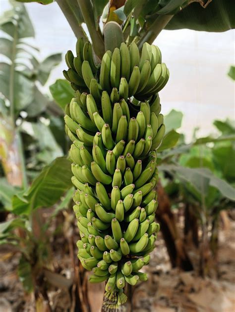 plantanų ir bananų palyginimas