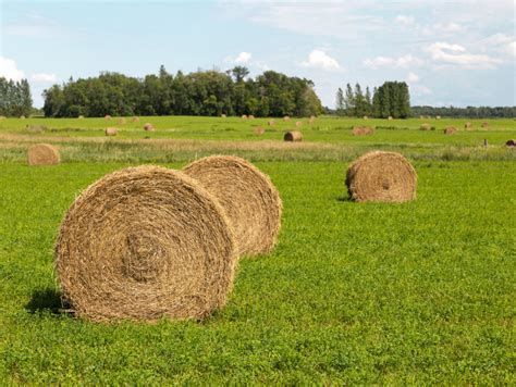 Burokėlių mitybinės vertės infografika