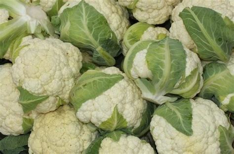 Įvairių spalvų žiediniai kopūstai (balti, oranžiniai, violetiniai, žali)