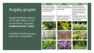Natūralių gydomųjų augalų pavyzdžiai