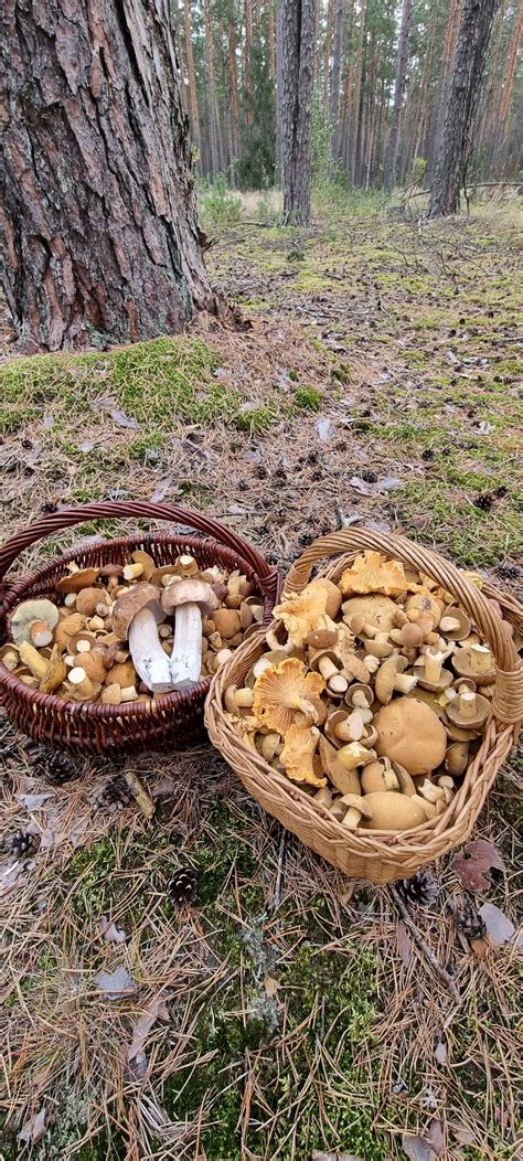 Rudeninės miško gėrybės: įvairūs grybai ir daržovės