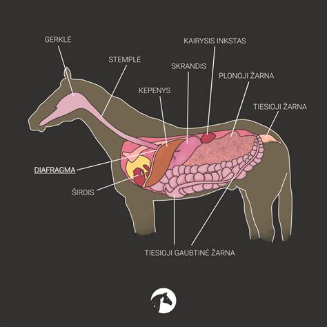 Jautienos diafragmos privalumų infografika.
