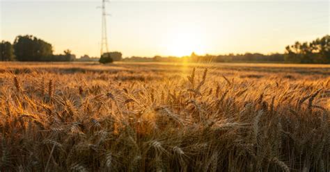 javų laukas, kuriame bręsta kviečiai