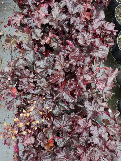 Perilės (Shiso) augalas su purpuriniais lapais