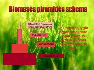 Kvapų natų piramidės schema