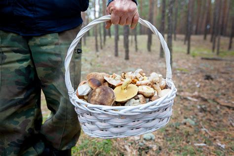 Miško grybų derlius