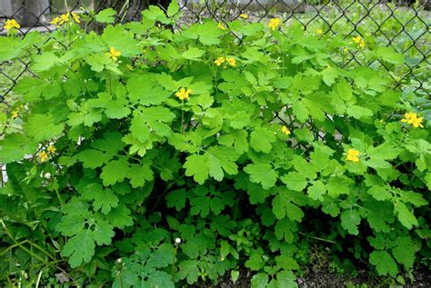 Didžioji ugniažolė (Chelidonium majus) gamtoje