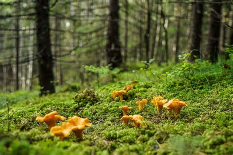Įvairios miško gėrybės: baravykai, lepšiukai, voveraitės