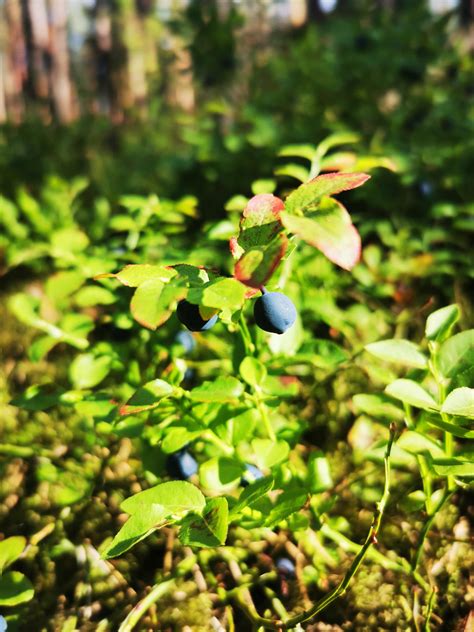 procesas verdant mėlynių uogienę