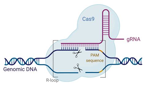 CRISPR-Cas9 genų redagavimo mechanizmas